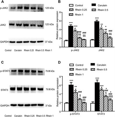 Rhein Protects Against Severe Acute Pancreatitis In vitro and In vivo by Regulating the JAK2/STAT3 Pathway